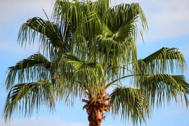 Playa de las Americas 'ta kanarya adasındaki plam ağacına yakın çekim