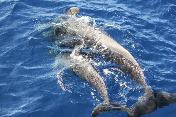 Ballenas Piloto Globicephala Melas Océano Atlántico Isla Canaria Tenerife — Foto de Stock