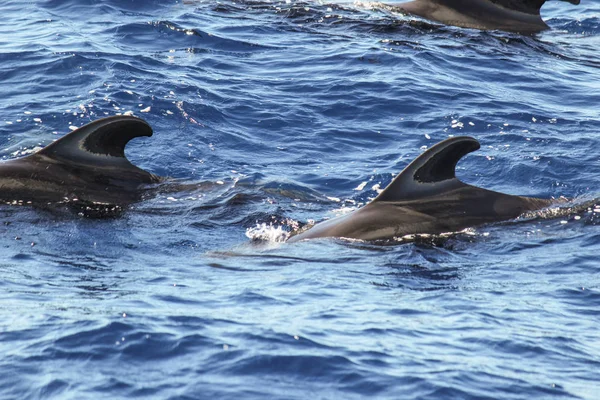 Ballenas Piloto Globicephala Melas Océano Atlántico Isla Canaria Tenerife — Foto de Stock