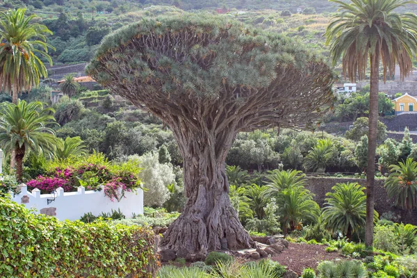 Drago Milenario Drago Icod Los Vinos Ilha Canária Tenerife — Fotografia de Stock