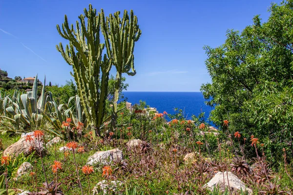 Vegetation with cactus and other plants in the north of Mallorca