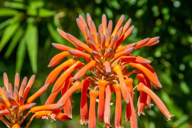 Bayalbufar 'da Mallorca' nın kuzeyinde portakal çiçeği bulunan çiçeğin yakın çekimi