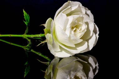 Yakından bakınca, beyaz Çin gülü siyah cam bir tabakta ayna görüntüsüyle çiçek açıyor.