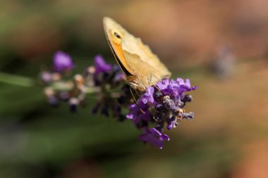 Çayırda kahverengi kelebek, Maniola jurtina, lavanta çiçeği üzerine