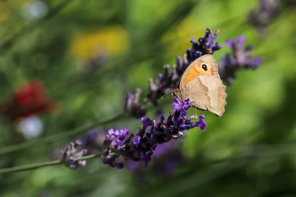 Motyl Łąkowy Maniola Jurtina Kwiatach Lawendy — Zdjęcie stockowe