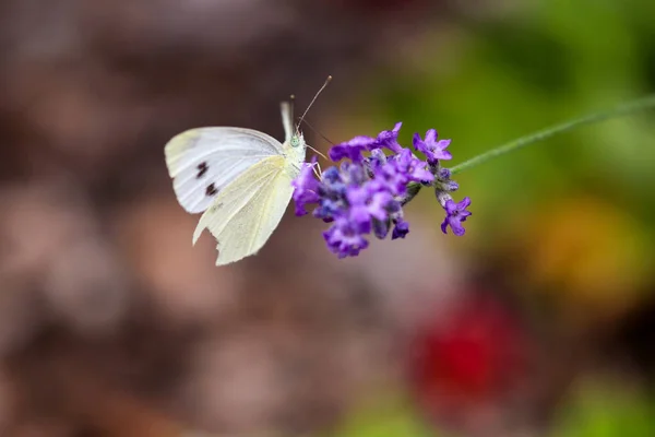 Lahana Beyaz Kelebek Pieris Rapae Mor Lavanta Çiçeğinin Üzerinde Oturuyor — Stok fotoğraf