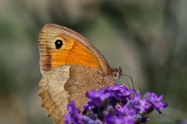 Papillon Brun Prairie Maniola Jurtina Sur Fleur Lavande — Photo