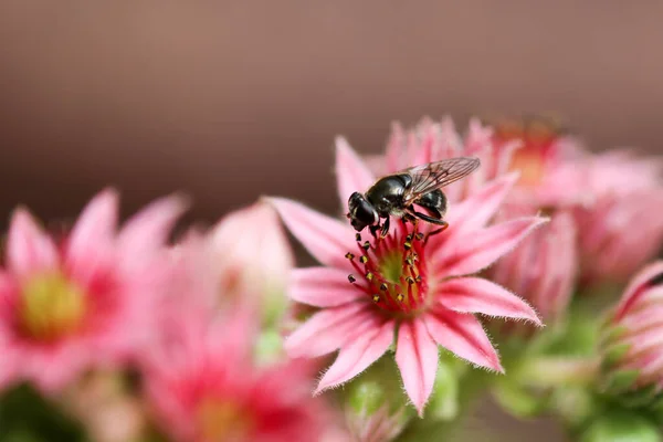 Κοντινό Πλάνο Της Μέλισσας Κάθεται Άνθος Του Κοινού Houseleek Sempervivum — Φωτογραφία Αρχείου