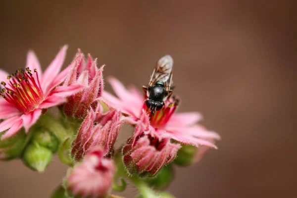 Κοντινό Πλάνο Της Μέλισσας Κάθεται Άνθος Του Κοινού Houseleek Sempervivum — Φωτογραφία Αρχείου