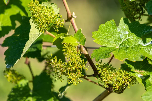 Gros Plan Des Raisins Vin Fleuris Avec Des Feuilles Sur — Photo