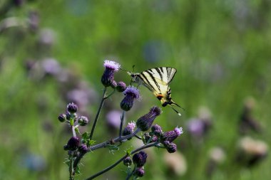 Kelebeği yut, Papilio machaon, devedikeni çiçeğinden nektar alır.
