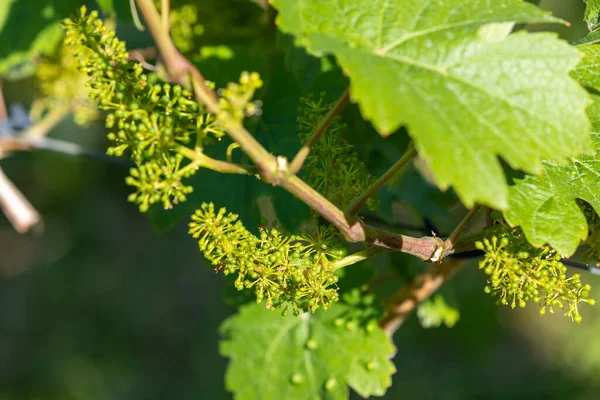 Gros Plan Des Raisins Vin Fleuris Avec Des Feuilles Sur — Photo