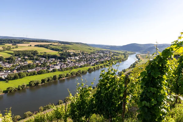 Scenic View River Moselle Valley Nearby Village Brauneberg Vineyard Foreground — Stock Photo, Image