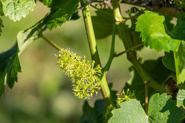 Primer Plano Las Uvas Vino Con Flores Hojas Moselle Del —  Fotos de Stock