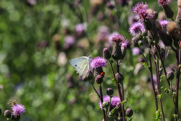 Kapusta Biały Motyl Bierze Nektar Kwiatu Ostu — Zdjęcie stockowe