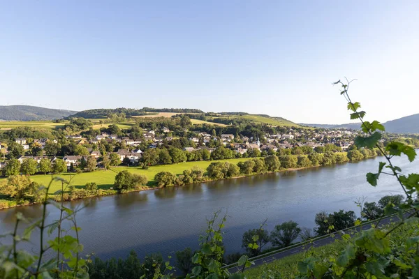 Scenic view on river Moselle valley nearby village Brauneberg with vineyard in  foreground