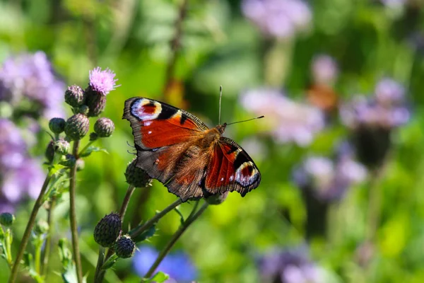 Peacock Pillangó Aglais Veszi Nektár Bogáncs Virág — Stock Fotó