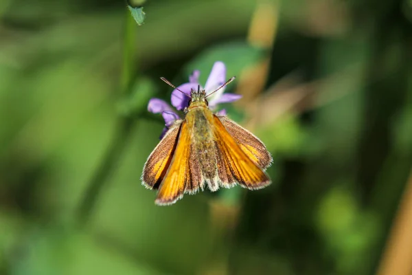 Lulworth Шкипер Thymelicus Acteon Сидит Фиолетовый Цветок — стоковое фото