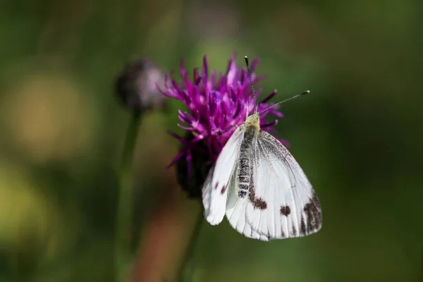 Col Mariposa Blanca Toma Néctar Flor Cardo —  Fotos de Stock