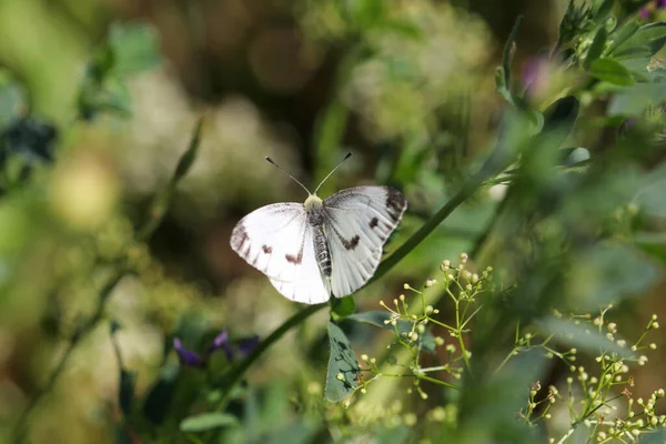 Gros Plan Papillon Blanc Chou Pieris Brassicae Sur Fleur Violette — Photo