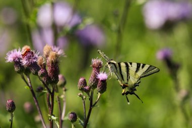 Kelebeği yut, Papilio machaon, devedikeni çiçeğinden nektar alır.