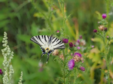 Yelken kırlangıç kelebeği, Iphiclides podalirius, deve çiçeğinden nektar alır.
