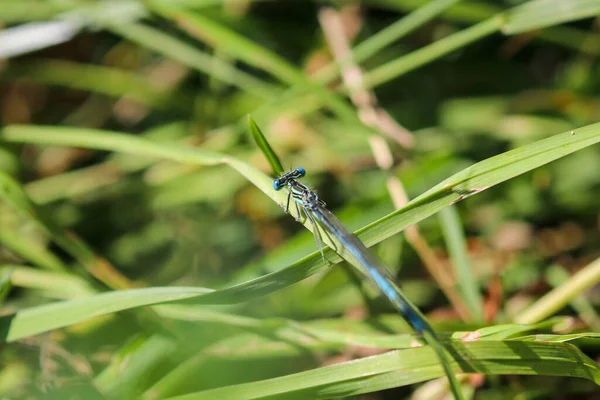 青い羽のトンボ 草の緑のブレード上のPlatycnemisペニップ — ストック写真