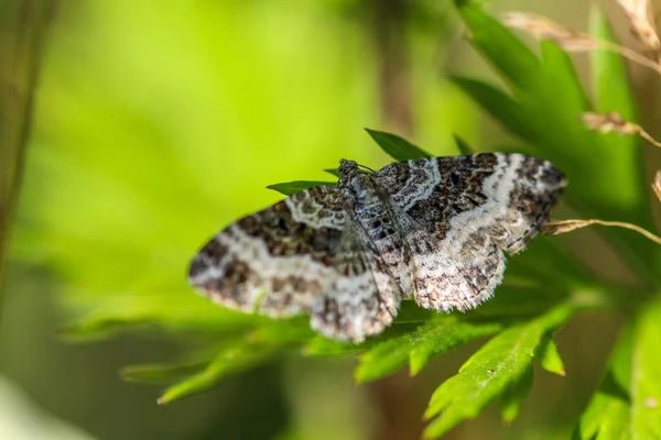 Teigne Commune Tapis Papillon Epirrhoe Alternata Sur Feuille Verte — Photo