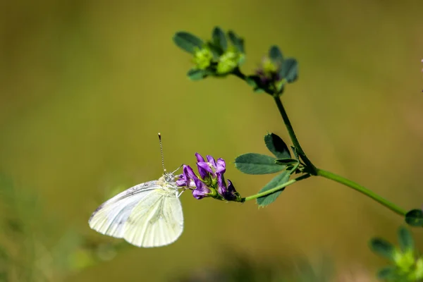 Papillon Blanc Chou Prend Nectar Chardon Fleur — Photo