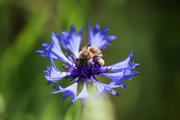 Μέλισσα Παίρνει Νέκταρ Από Μπλε Άνθη Καλαμποκιού — Φωτογραφία Αρχείου