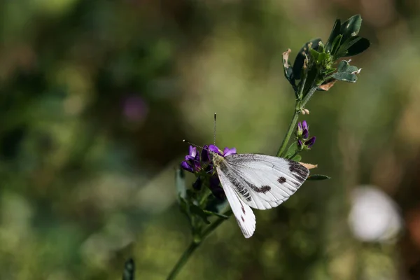 Primer Plano Mariposa Blanca Col Pieris Brassicae Flor Púrpura —  Fotos de Stock