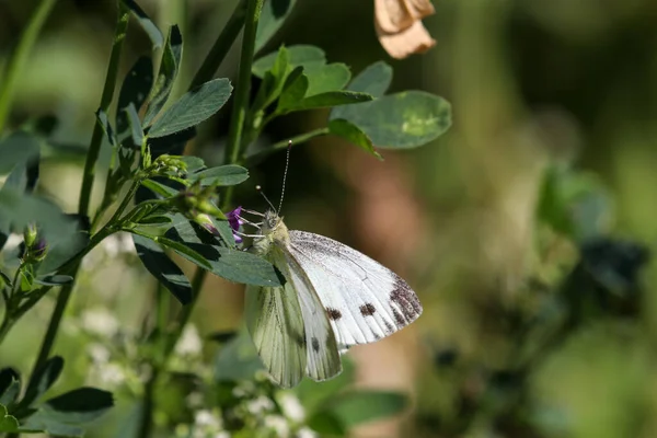Primer Plano Mariposa Blanca Col Pieris Brassicae Flor Púrpura —  Fotos de Stock
