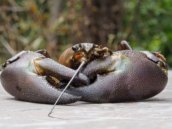 Signal Crayfish Pacifastacus Leniusculus Large Scissors — Stock Photo, Image