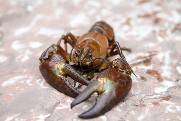 Sluiten Van Signaalkreeft Pacifastacus Leniusculus — Stockfoto