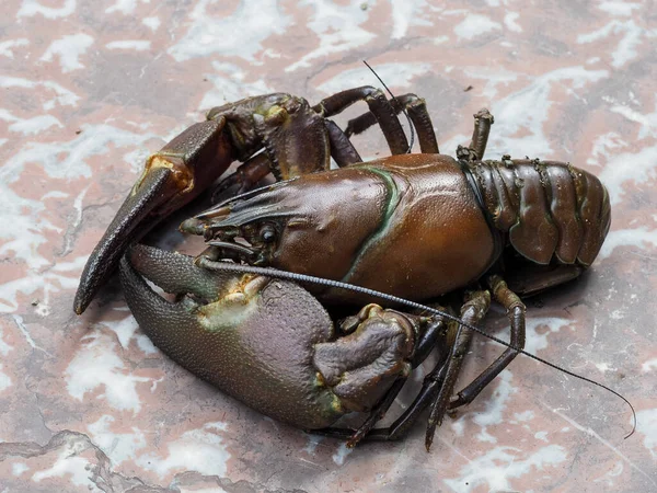 Close Signal Crayfish Pacifastacus Leniusculus — Stock Photo, Image