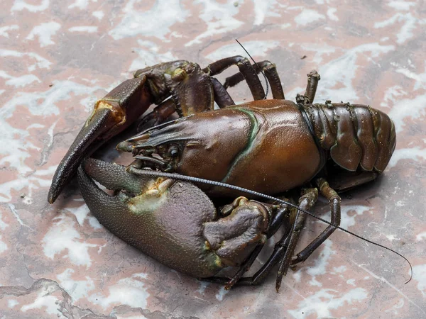 Sluiten Van Signaalkreeft Pacifastacus Leniusculus — Stockfoto