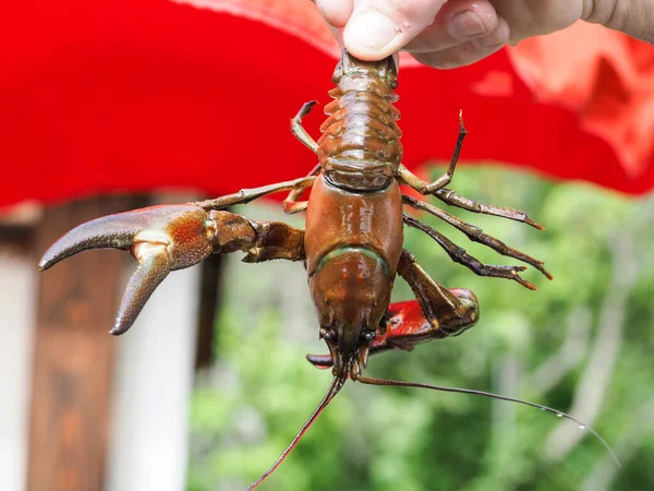 Signaalkreeft Pacifastacus Leniusculus Een Hand — Stockfoto