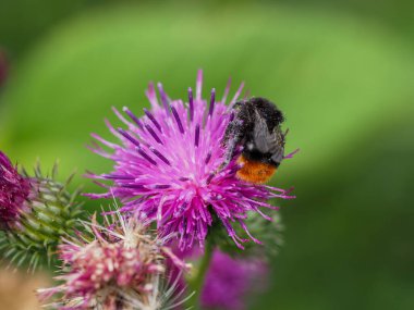 Devedikeni çiçeğinin yakınından.