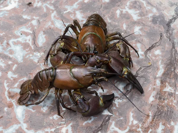 Close Two Signal Crayfish Pacifastacus Leniusculus — Stock Photo, Image