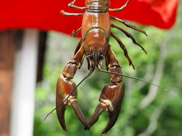 Sluiten Van Signaalkreeft Pacifastacus Leniusculus — Stockfoto