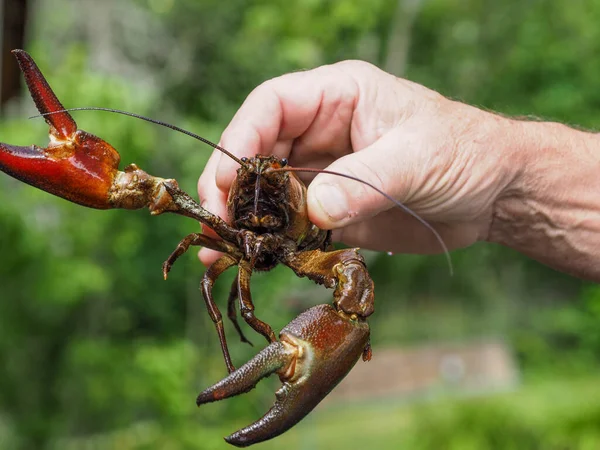 Signaalkreeft Pacifastacus Leniusculus Een Hand — Stockfoto