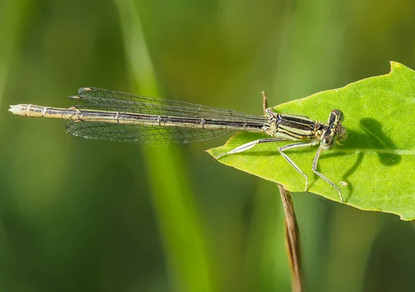 Libélula Pata Pluma Azul Peniques Platycnemis Una Hoja Verde — Foto de Stock