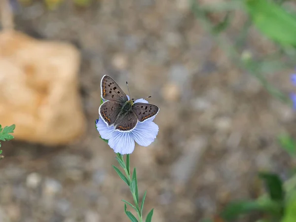 Papillon Cuivre Sucré Lycaena Tityrus Sur Une Fleur Bleue — Photo