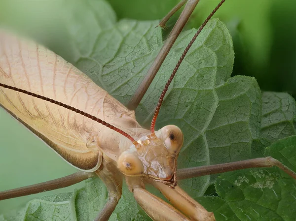 Close Van Een Bruine Bidsprinkhaan Zittend Een Groen Blad — Stockfoto