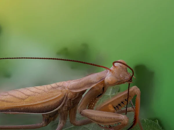 Nahaufnahme Einer Braunen Gottesanbeterin Die Ihre Antenne Reinigt — Stockfoto