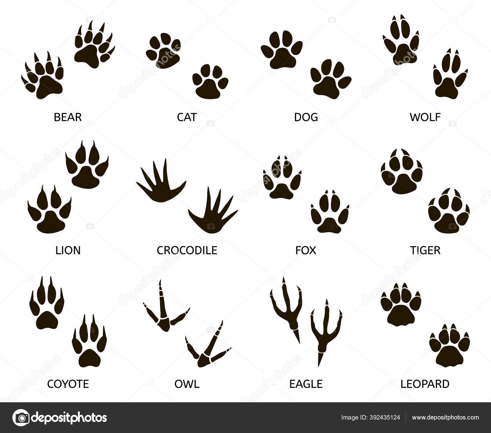 Traces De Pattes D'animaux. Empreinte Animale, Silhouettes De Pattes  D'animaux, Étapes D'empreinte D'ours, De Chat, De Loup Et De Lapin Ensemble  D'illustrations Vectorielles. Trace D'animaux Imprimés, Empreinte D'oie Et  De Dinde, De