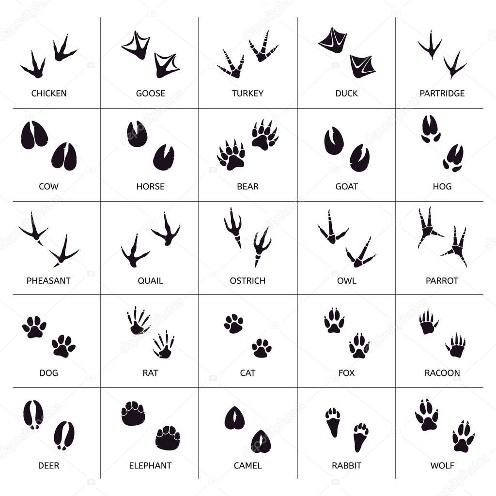 Animals foot marks. Animal footprint, animals paw silhouettes, bear, cat, wolf and rabbit footprint steps vector illustration set