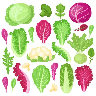 Karikatür lahanası. Karnabahar, lahana, brokoli ve marul yaprakları, organik vejetaryen diyet salatası yeşillikleri, bahçe lahanası çizim seti.