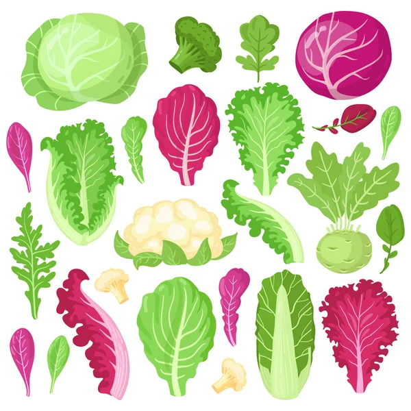 Rajzfilm káposzta. Karfiol, kelkáposzta, brokkoli és salátalevél, vegetáriánus diétás zöldségek, kerti káposzta illusztrációs készlet — Stock Vector