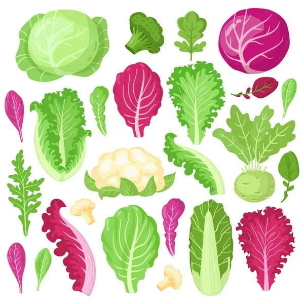 Col de dibujos animados. Coliflor, col rizada, brócoli y hojas de lechuga, verduras de ensalada de dieta vegetariana orgánica, jardín conjunto de ilustración de vectores de col — Vector de stock